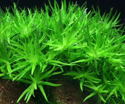 Гетерантера остролистная (Heterantcera zosterifolia)